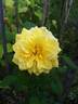 DPG_fs 2_7 rose photo