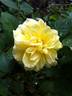 DPG_fs 2_7 rose photo