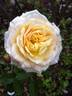 Island in the Waves rose photo