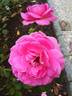 Frozen in Time rose photo