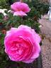 Frozen in Time rose photo