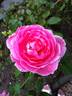 Frozen in Time rose photo