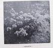 Assunta rose photo