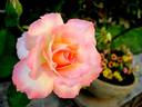 The Fisherman's Cot rose photo
