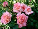 The Fisherman's Cot rose photo