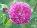 Victor Parmentier rose photo