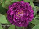 Pourpre Charmant rose photo