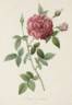 Triomphant rose photo