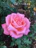 Peach Beauty rose photo