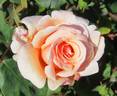 Sunlit rose photo