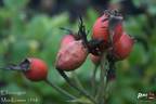 Elfenreigen rose photo