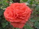 Viking rose photo
