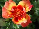 Blushing Babylon Eyes rose photo