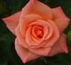 Just Jenny rose photo
