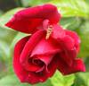Nachtfalter rose photo