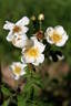 <i>Rosa arvensis</i> 'Juliet Williamson' rose photo