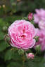 Vicomtesse d'Avesnes rose photo