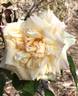 Alliance Franco-Russe rose photo