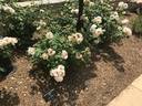 Ann Cox Chambers ™ rose photo