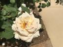 Ann Cox Chambers ™ rose photo