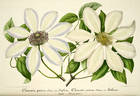 <i>C. patens</i> 'Sophia' clematis photo