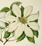 <i>C. patens</i> 'Helena' clematis photo