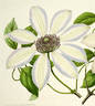 <i>C. patens</i> 'Sophia' clematis photo