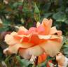 Sunlit rose photo