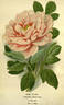 <i>P. moutan</i> Sims synonym peony photo