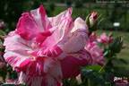 Summer Candy rose photo