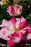 Summer Candy rose photo