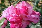 Summer Candy rose photo