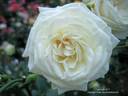 White Cap rose photo