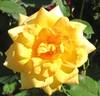 Tequila Gold rose photo