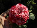 Raspberry Stripe JJEL rose photo