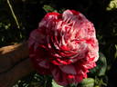 Raspberry Stripe JJEL rose photo