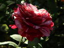 Raspberry Stripe JJEL rose photo
