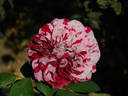 Raspberry Stripe JJEL rose photo