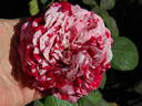 Raspberry Stripe JJEL rose photo