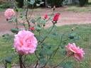 Elite rose photo