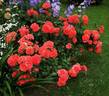 Uetersens Rosenkönigin rose photo
