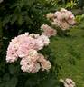 Corsana rose photo