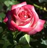 Sandy's Pick rose photo