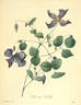 Viticella clematis photo