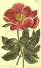 P. peregrina peony photo