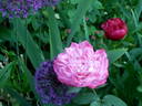 Alice Hoffmann rose photo