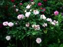 Anna Scharsach rose photo