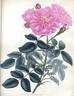 <i>R. menstrua</i> var. <i>flore racemoso</i> Andr. synonym rose photo