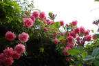 Neige Rose rose photo