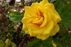 Sunmaid Kordana rose photo